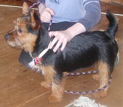 images/terrier.jpgacf2c.jpg
